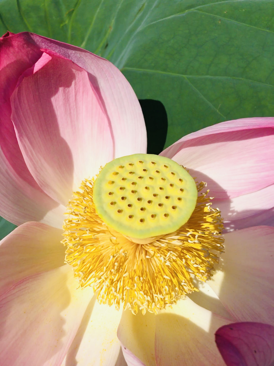 水蓮花様 専用ページです 造花