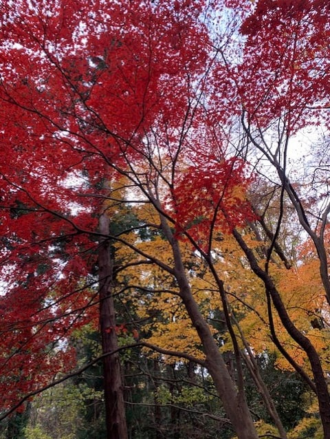 西生田キャンパスの秋