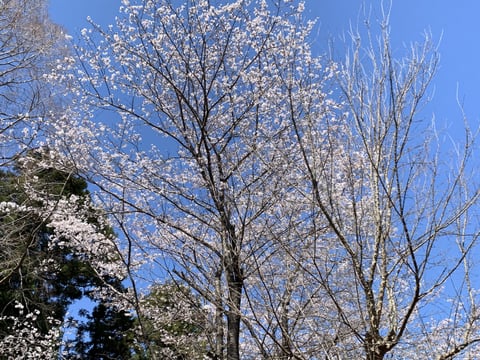西生田キャンパスの春