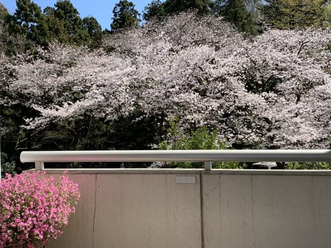 西生田キャンパスの春